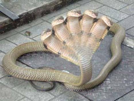 ... baru baru ini ditemukan ular specie Cobra Berkepala